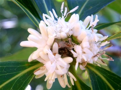 Eidothea hardeniana flower, RBG Sydney photo