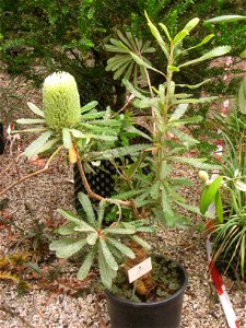 Banksia aemula specimen in the National Botanic Garden of Belgium, Meise, just north of Brussels, Belgium.
