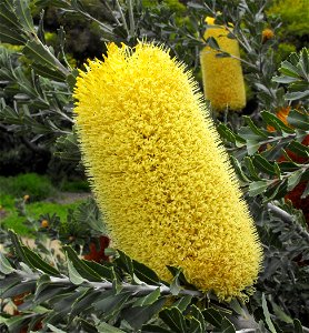 Banksia solandri at Quail Botanical Gardens in Encinitas, California, USA. Identified by sign. (note - sign is wrong, this is definitely Banksia praemorsa Casliber (talk) 22:43, 22 June 2013 (UTC))
