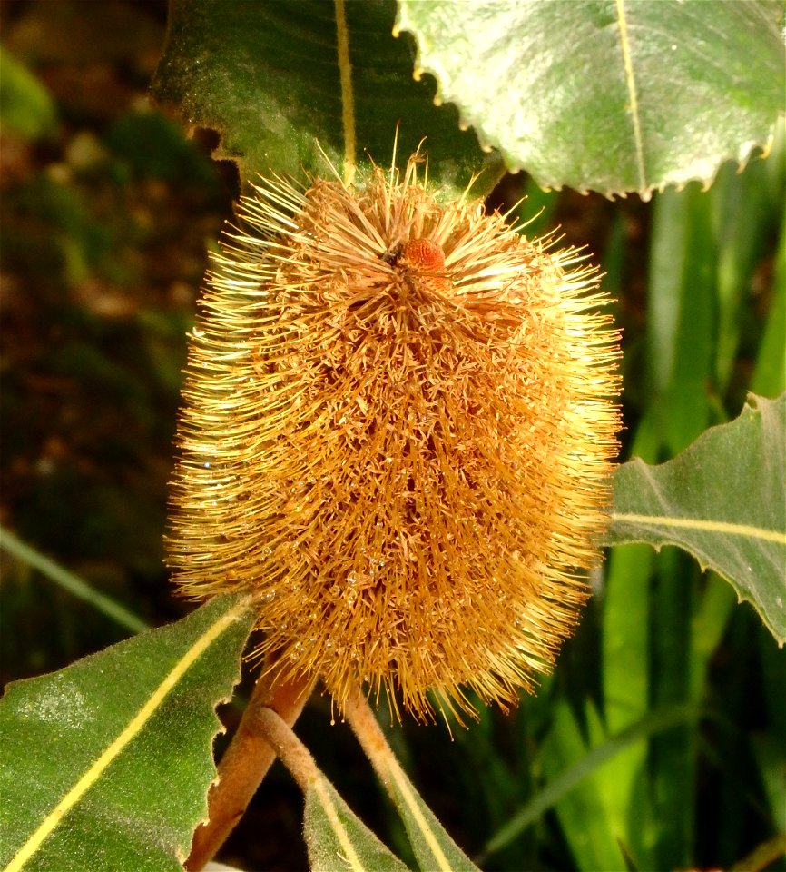 Banksia robur from the Palmenhaus in the Castle Park of Dresden-Pillnitz