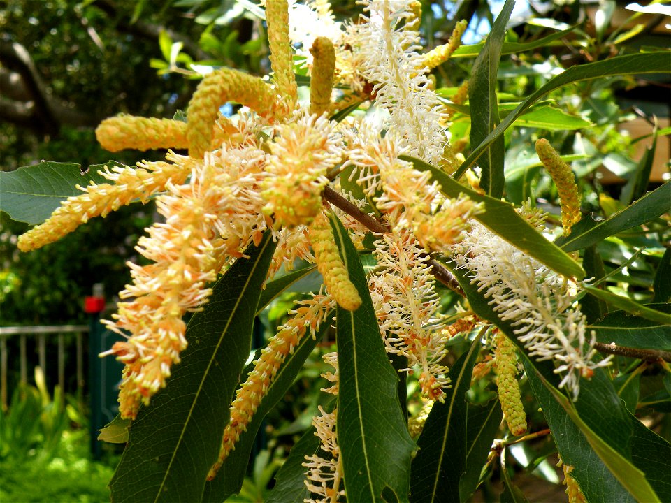 Brabejum tree. Detail of inflorescence. Cape Town.