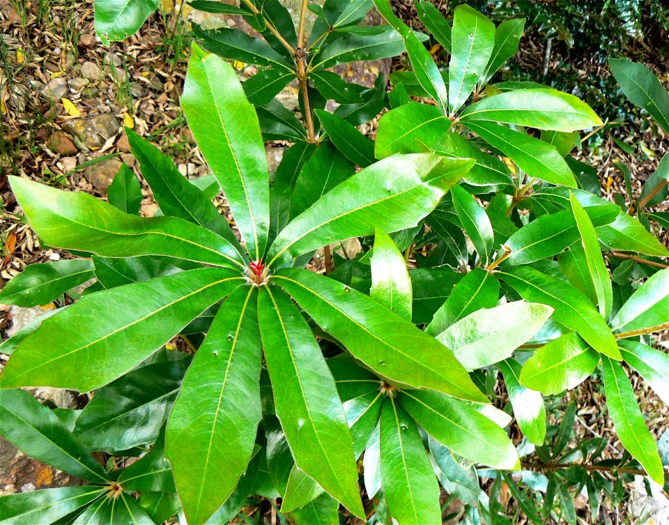 Leaf Cluster of a Juvenile Wild Almond Brabejum_stellatifolium tree growing on the forest floor on Table Mountain.