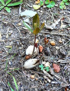 Brabejum stellatifolium - seed germinating