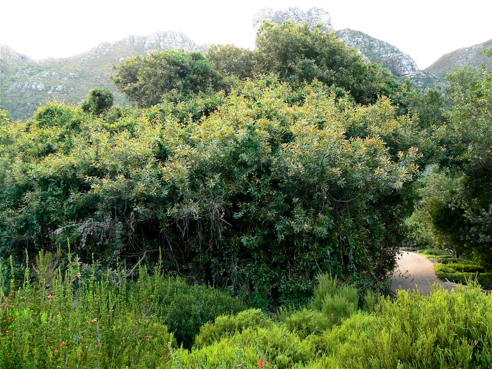Brabejum stellatifolium - Table Mountain