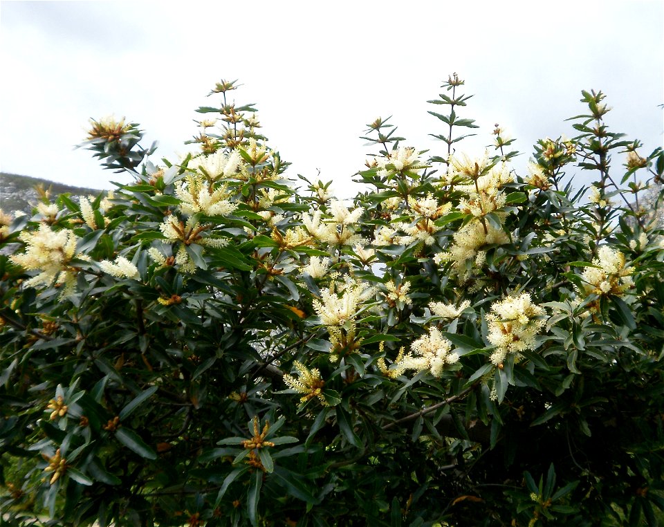Brabejum stellatifolium. The Cape Bitter Almond tree in flower. South Africa.