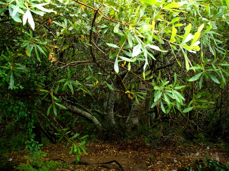 Brabejum stellatifolium