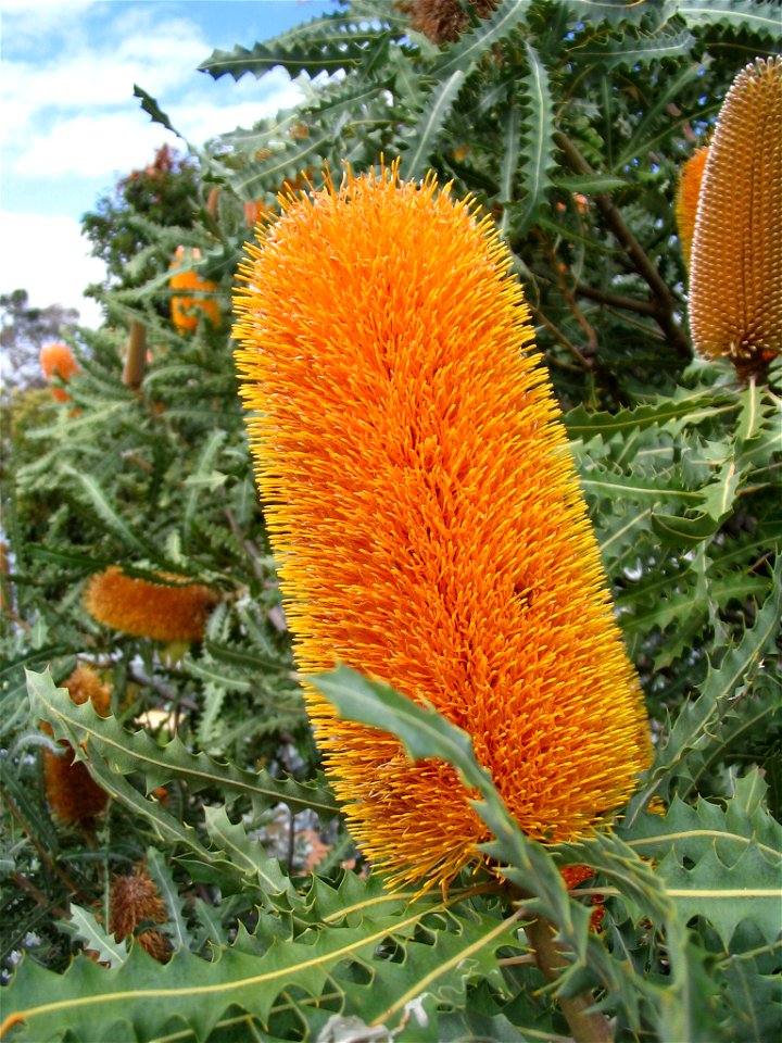 An infloresence (flower group) of an Ashby's Banksia, taken in the botanical gardens of Kings Park, Perth, Australia.