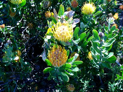 Leucospermum cuniforme bush detail photo