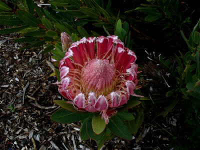 Protea compacta flower