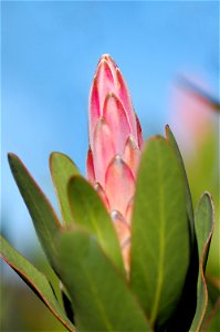 Protea compacta, fotografiert in Südafrika photo