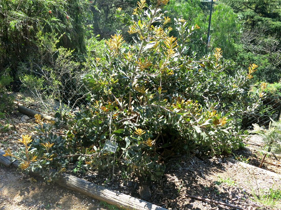Banksia lemanniana in parc Gonzalez in Bormes-les-Mimosas (Var, France). Plant identified by its botanic label.