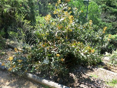 Banksia lemanniana in parc Gonzalez in Bormes-les-Mimosas (Var, France). Plant identified by its botanic label. photo