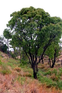 Faurea saligna Harv., Magaliesberg, South Africa photo