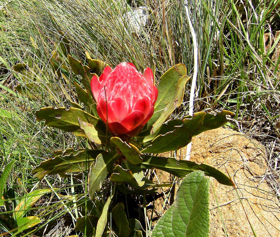 Drakensberg Sugarbush (Protea dracomontana)