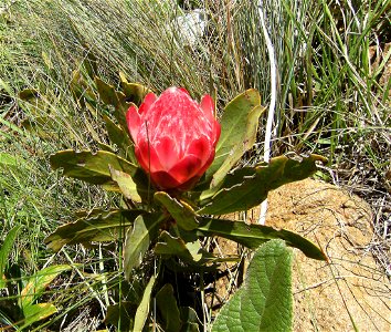 Drakensberg Sugarbush (Protea dracomontana) photo