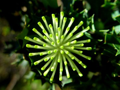 Image title: Banksia ilicifolia in bud Image from Public domain images website, http://www.public-domain-image.com/full-image/flora-plants-public-domain-images-pictures/flowers-public-domain-images-pi photo