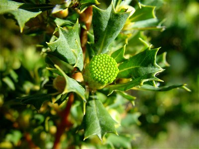 Image title: Banksia ilicifolia in early bud Image from Public domain images website, http://www.public-domain-image.com/full-image/flora-plants-public-domain-images-pictures/flowers-public-domain-ima photo