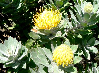 Leucospermum conocarpodendron subspecies conocarpodendron. Table Mountain Tree Pincushion. Cape Town. photo