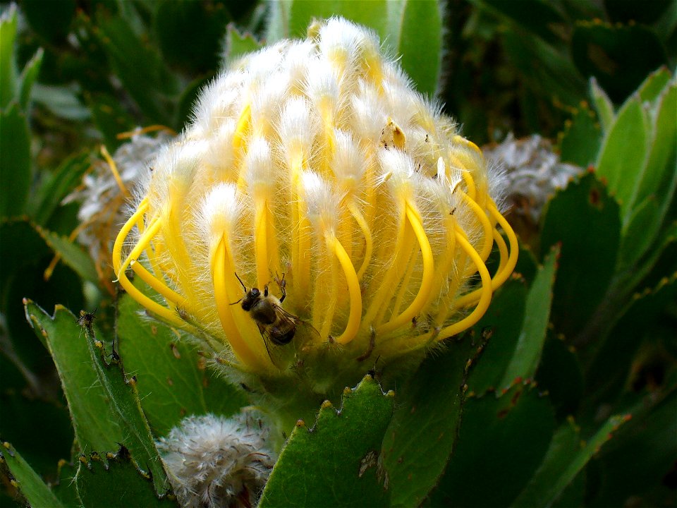 Leucospermum conocarpodendron subsp. viridum.