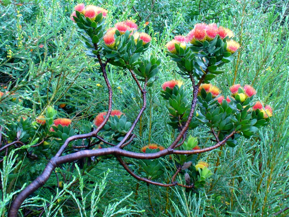 Leucospermum oleifolium bush