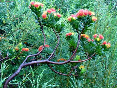 Leucospermum oleifolium bush photo