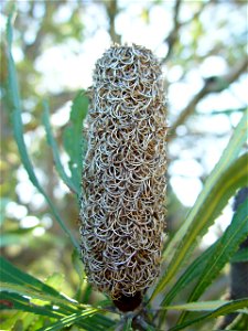 Image title: Banksia cone no seed pods edgewater Image from Public domain images website, http://www.public-domain-image.com/full-image/flora-plants-public-domain-images-pictures/flowers-public-domain photo