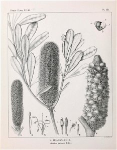 Banksia paludosa illustration photo