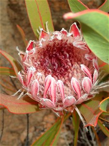 Strapleaf Sugarbush (Protea lorifolia)