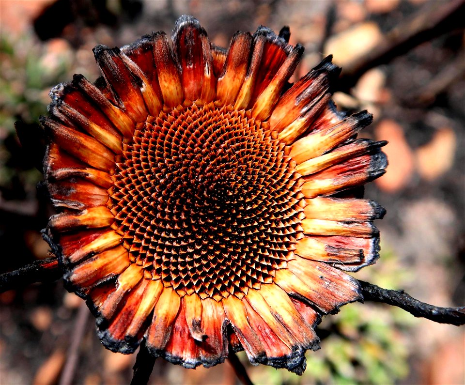 Strapleaf Sugarbush (Protea lorifolia)
