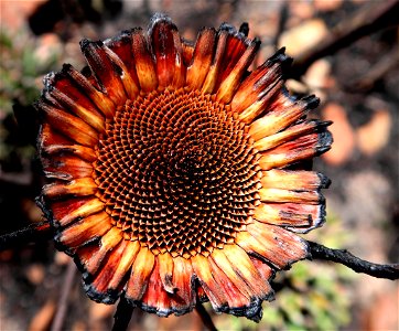 Strapleaf Sugarbush (Protea lorifolia) photo