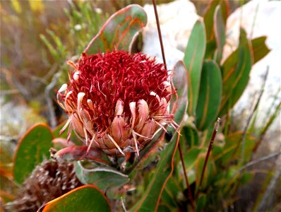 Strapleaf Sugarbush (Protea lorifolia) photo