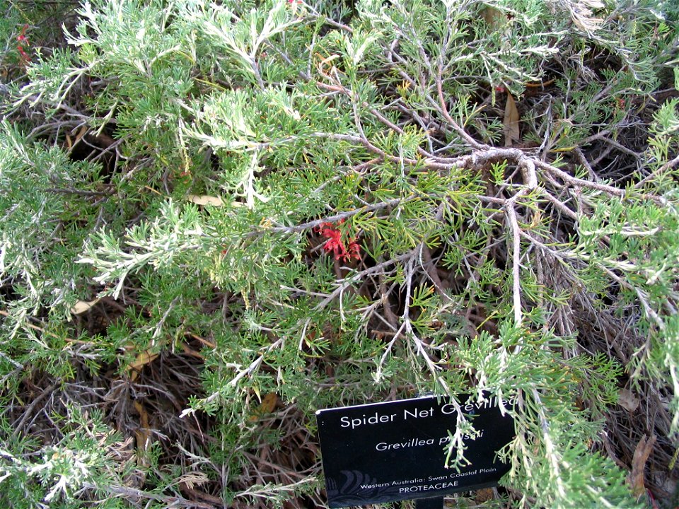 Closeup of leaves of a Grevillea preissii plant in Kings Park, Perth, Australia.