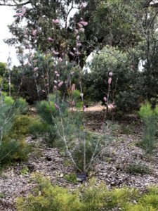 Grevillea petrophiloides at Kings Park WA photo