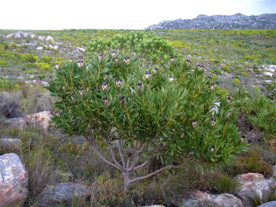 Black bearded protea, Silvermine Cape Town