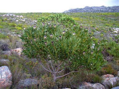 Black bearded protea, Silvermine Cape Town photo