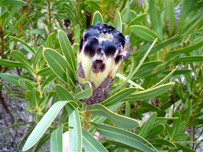 Black bearded protea