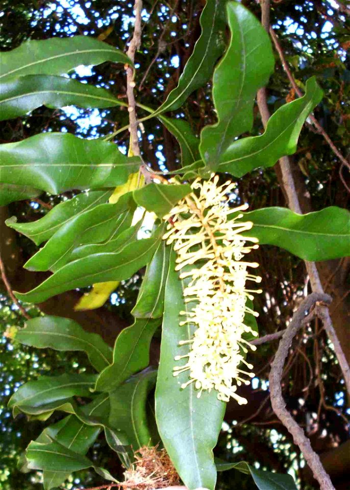 Floydia praealta, flower