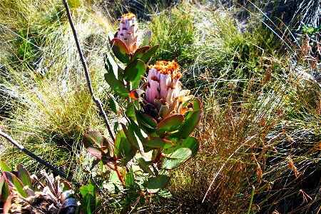 Brown bearded sugarbush photo