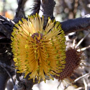 Banksia candolleana, blacktips to inflorescence north of Badgingarra April 2006 Photo Cas Liber photo