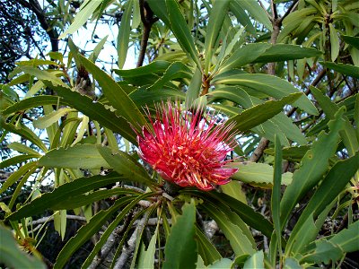 The Blyde River Protea, endemic to the Blyde River Canyon in Mpumalanga, South Africa