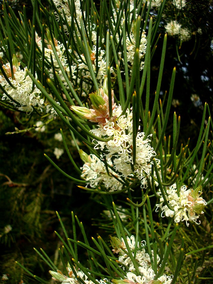 Hakea lissosperma at Wakehurst Place Garden