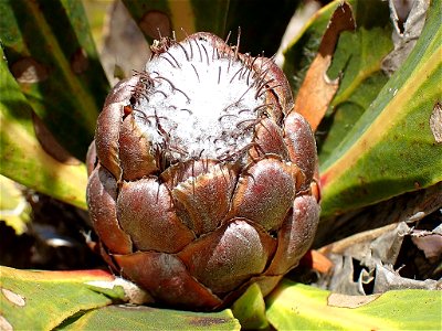 Kouga Sugarbush (Protea vogtsiae) photo