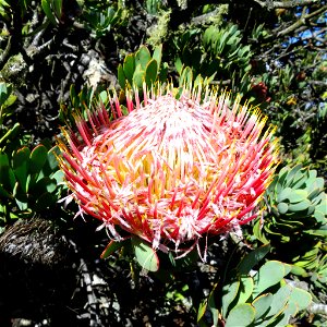 Krantz Sugarbush (Protea rupicola) photo