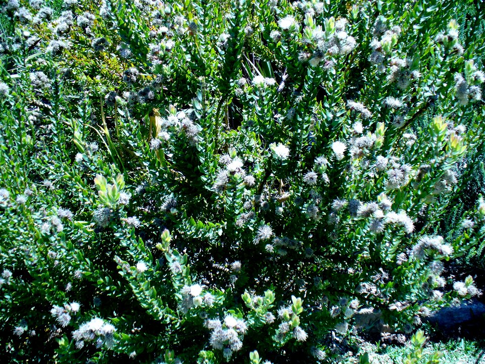 Leucospermum bolusii bush