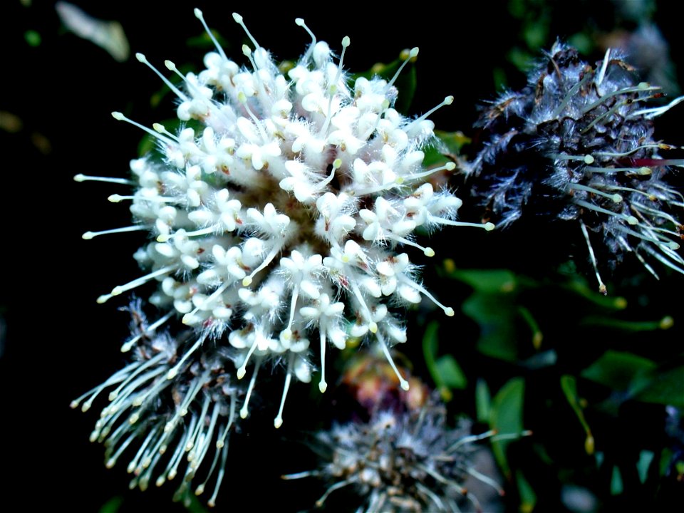 Leucospermum bolusii