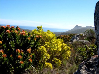 Peninsula Sandstone Fynbos. Unique vegetation type endemic to the Cape Peninsula. Cape Town. South Africa. photo
