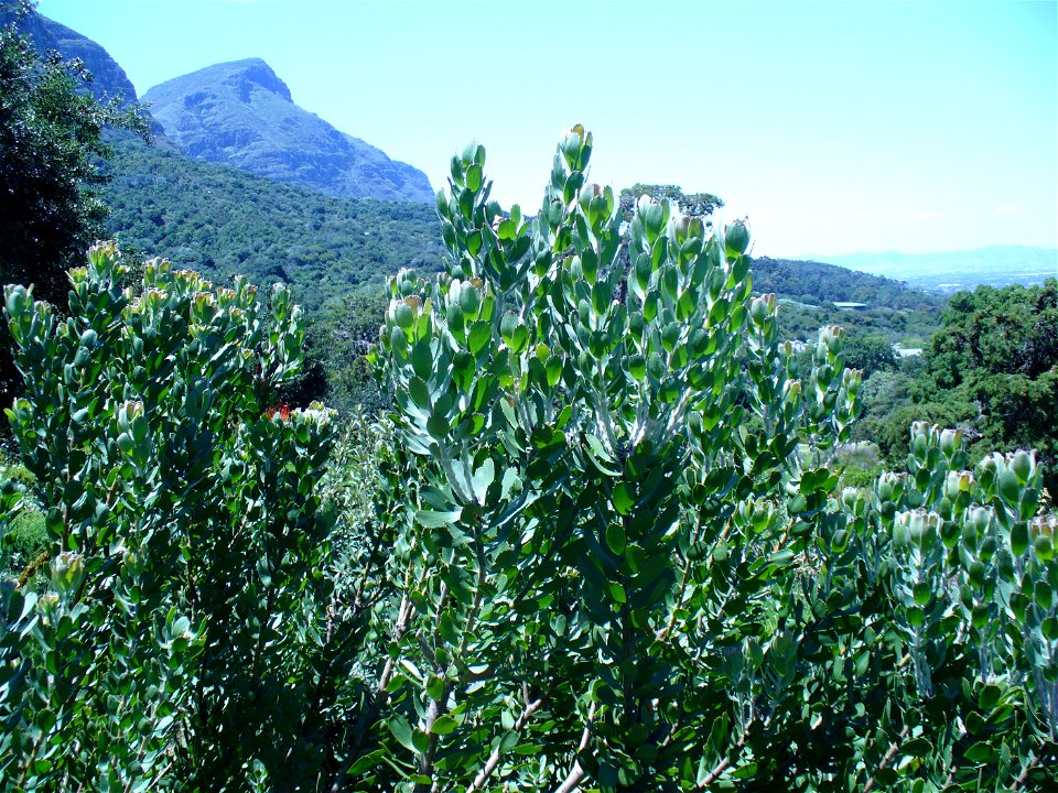 Leucospermum praecox bush
