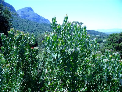 Leucospermum praecox bush photo