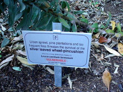 L formosum sign