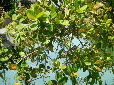 Anacardium occidentale in the Philippines photo